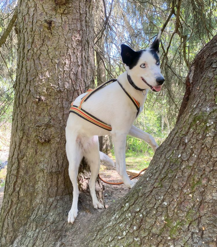 Cassie standing inside a tree